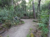 Pineta Atleti Vialetto interno
